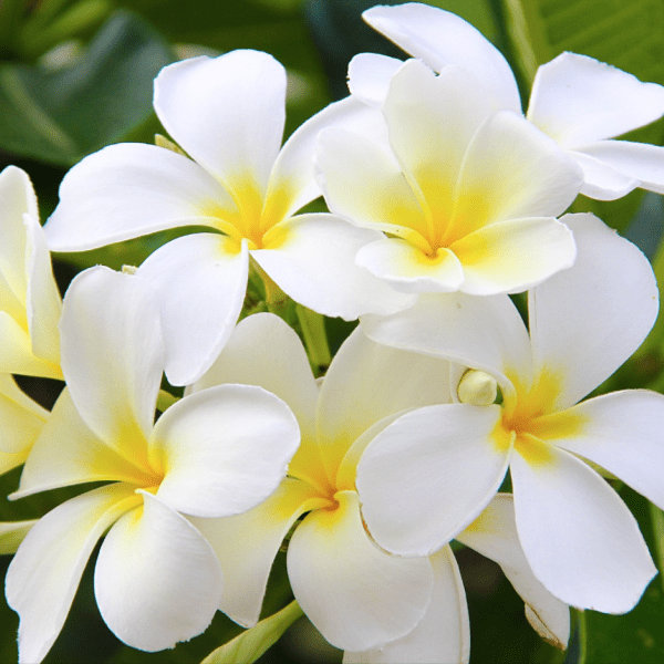 Manchette Lotus – Image 2